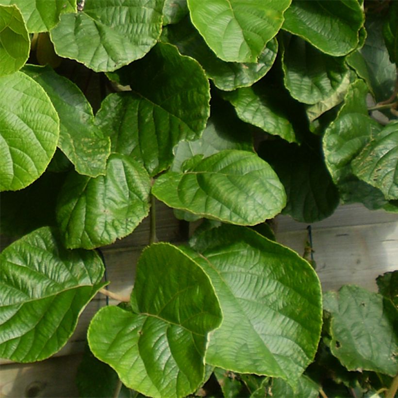 Kiwi Tomuri (mâle) - Actinidia deliciosa (Feuillage)