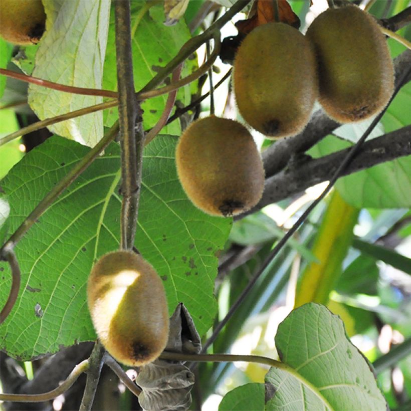 Kiwi Tomuri (mâle) - Actinidia deliciosa (Récolte)