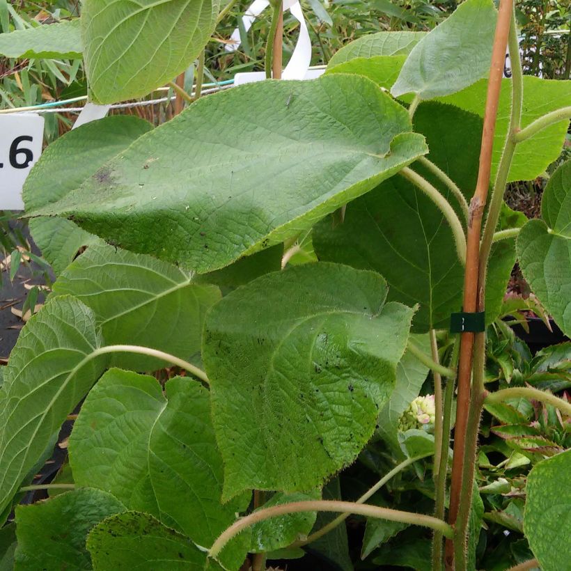 Kiwi - Actinidia deliciosa Kiwi Wonder (Feuillage)