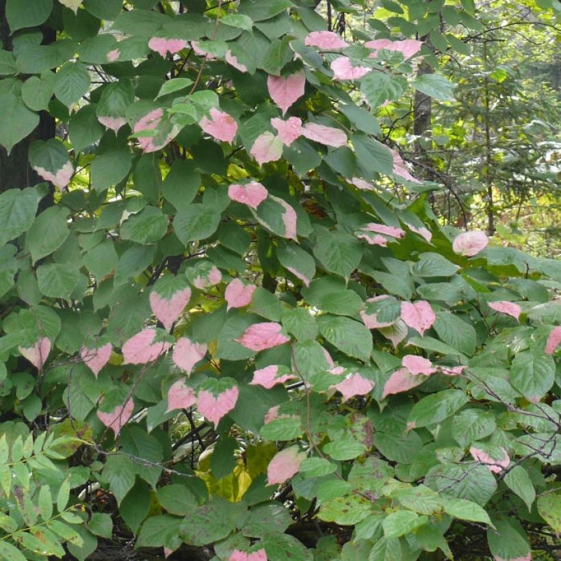 Actinidia kolomikta Adam - Kiwi d'ornement mâle (Feuillage)