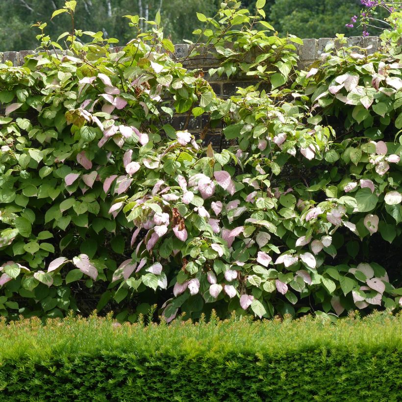 Actinidia kolomikta Eve - Kiwi d'ornement femelle (Port)