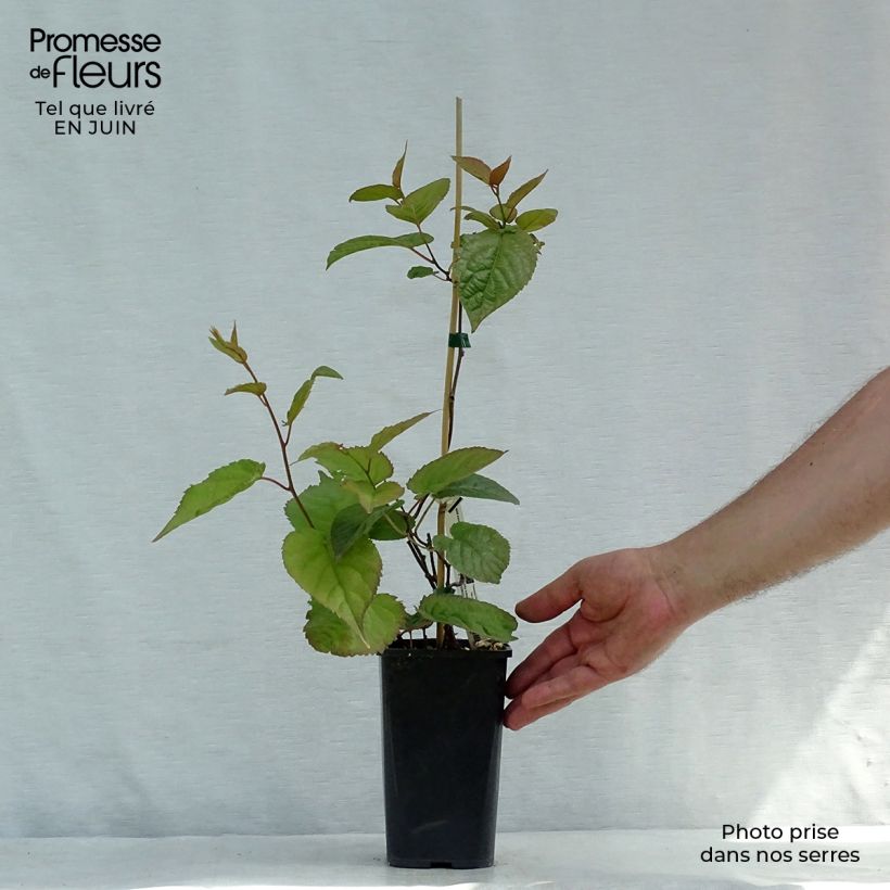 Spécimen de Actinidia kolomikta Eve - Kiwi d'ornement femelle Pot de 1,5L/2L tel que livré en été