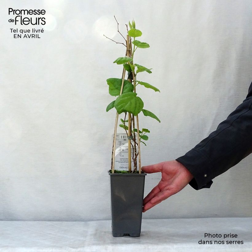 Spécimen de Actinidia kolomikta - Kiwi d'ornement en pot de 2/3L tel que livré au printemps