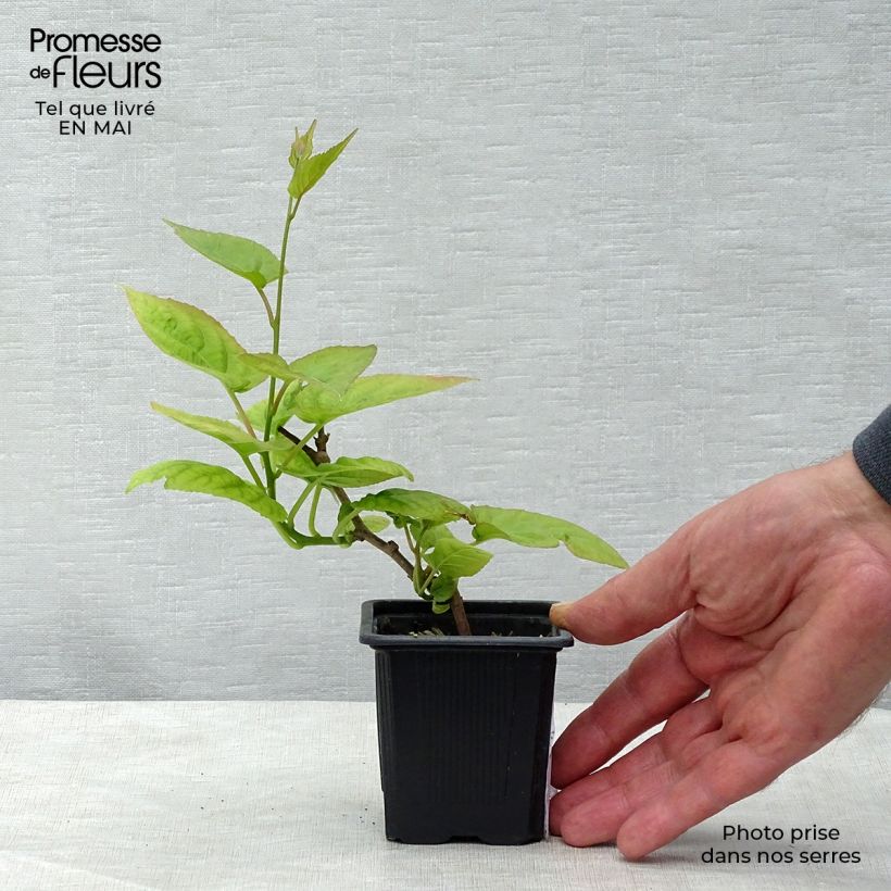 Spécimen de Actinidia kolomikta - Kiwi d'ornement en godet de 9cm tel que livré au printemps