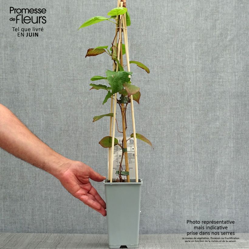 Spécimen de Actinidia kolomikta - Kiwi d'ornement Pot de 2L/3L tel que livré en été