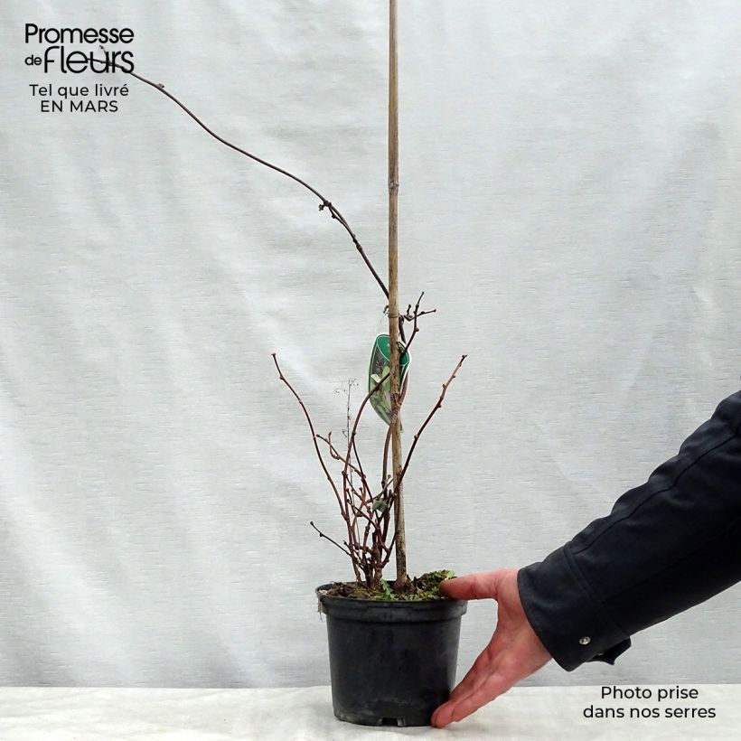 Spécimen de Actinidia pilosula - Kiwi d'ornement tel que livré au printemps