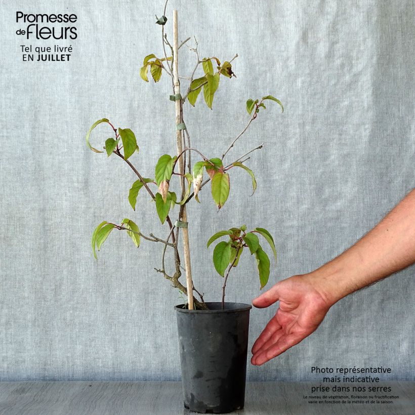 Spécimen de Actinidia pilosula - Kiwi d'ornement Pot de 2L/3L tel que livré en été