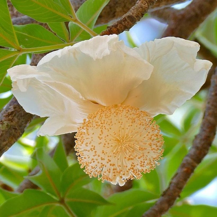 Adansonia digitata - Baobab africain (Floraison)