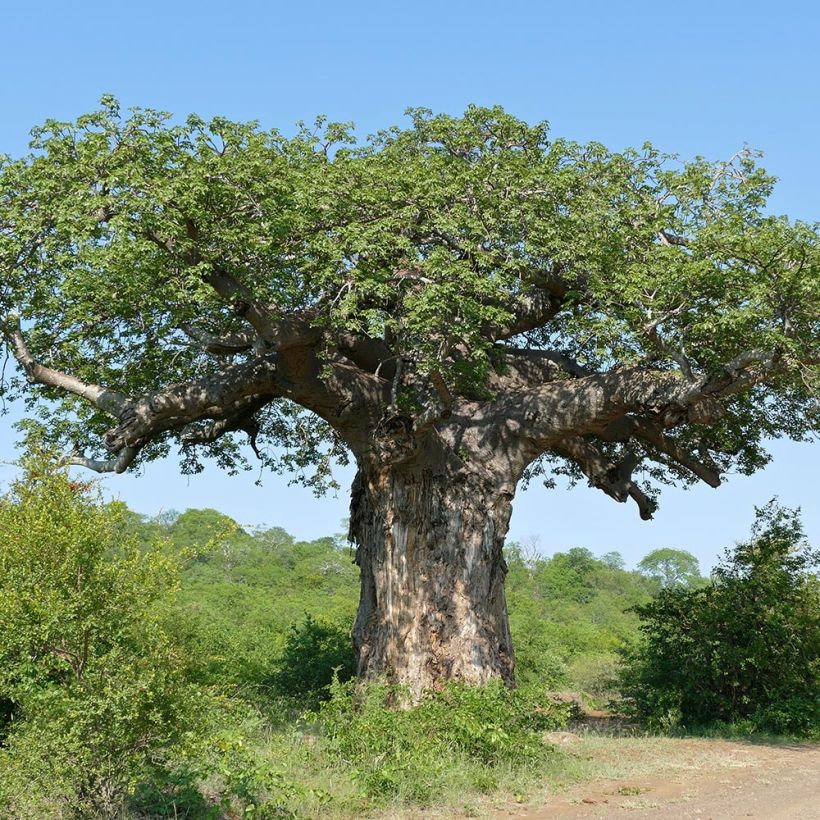 Adansonia digitata - Baobab africain (Port)
