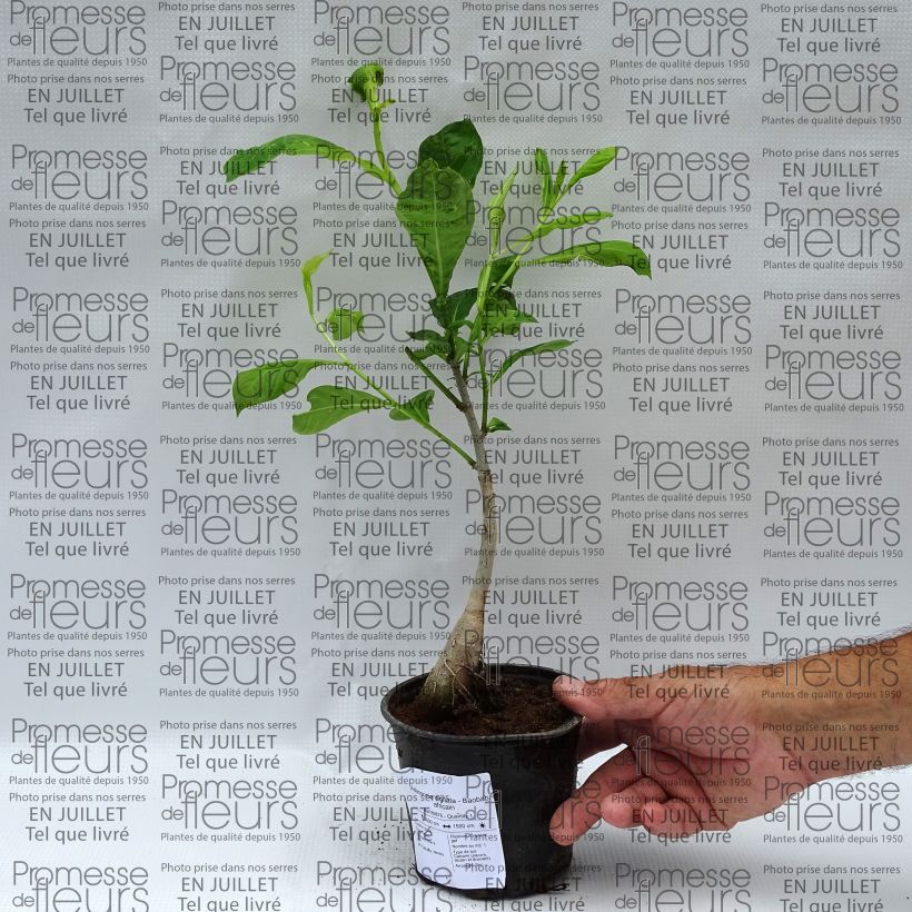 Spécimen de Adansonia digitata - Baobab africain Pot de 20L tel que livré en été