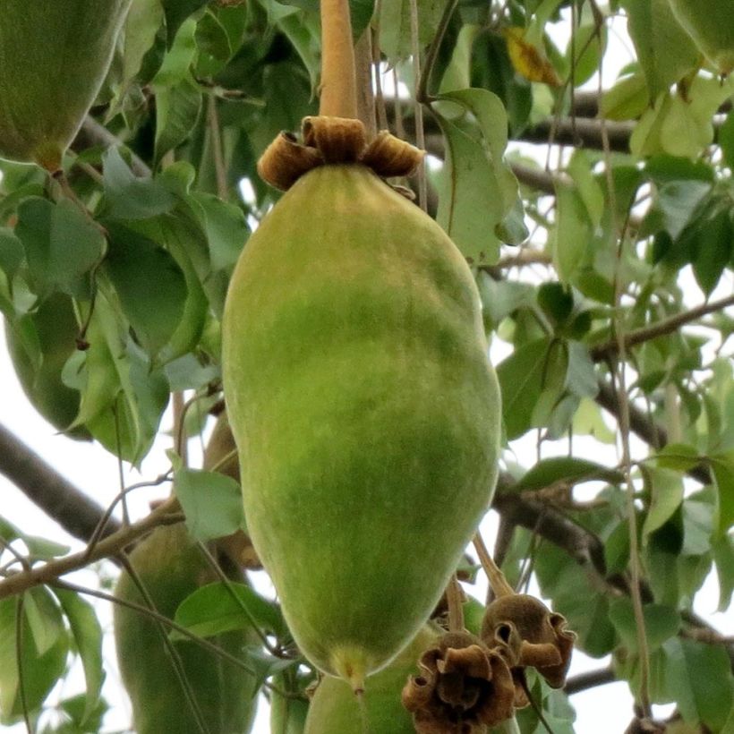 Adansonia grandidieri - Baobab de Madagascar (Récolte)