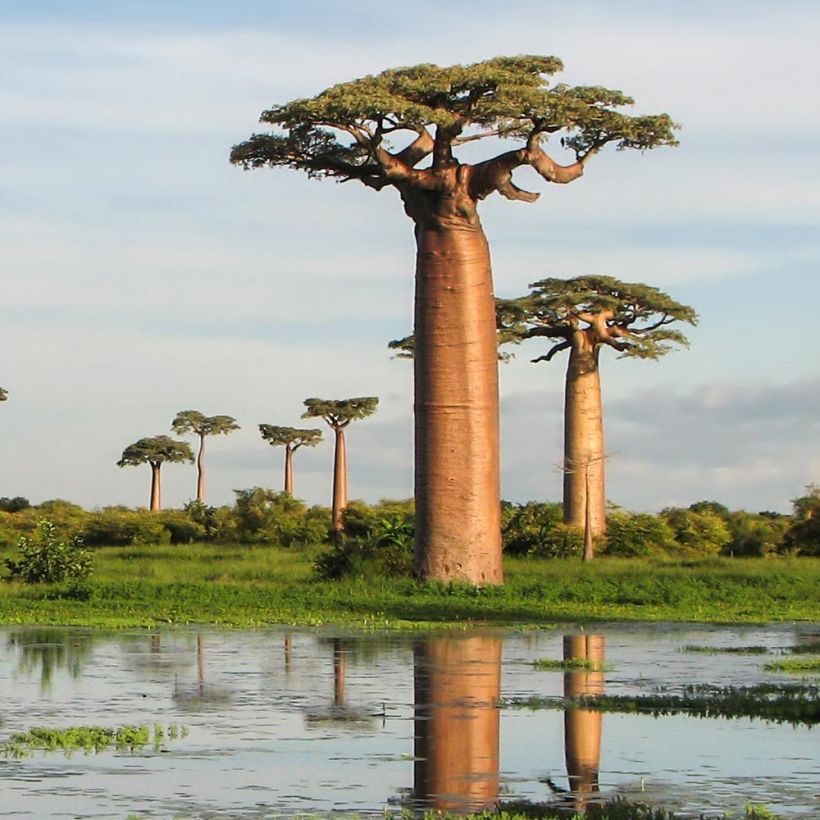 Adansonia grandidieri - Baobab de Madagascar (Port)