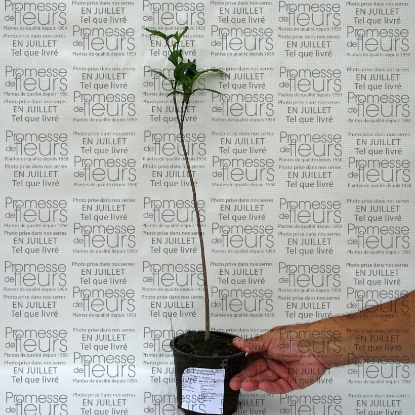 Spécimen de Adansonia grandidieri - Baobab de Madagascar Pot de 12 cm tel que livré en été