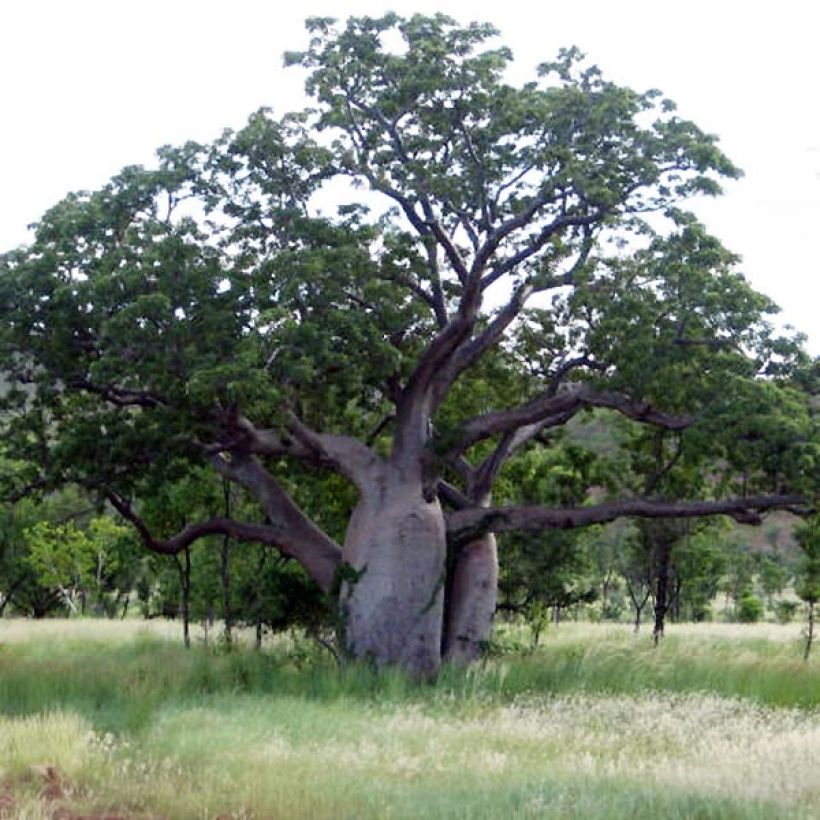 Adansonia gregorii - Petit Baobab australien (Port)