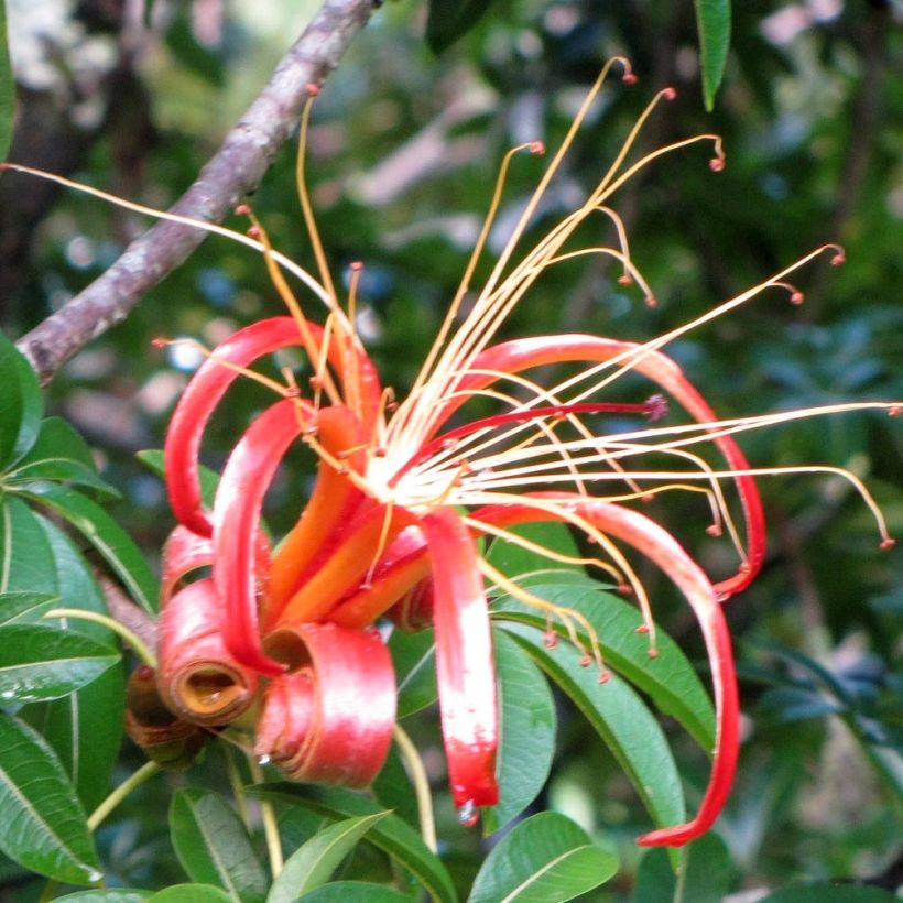 Adansonia madagascariensis - Baobab de Madagascar (Floraison)