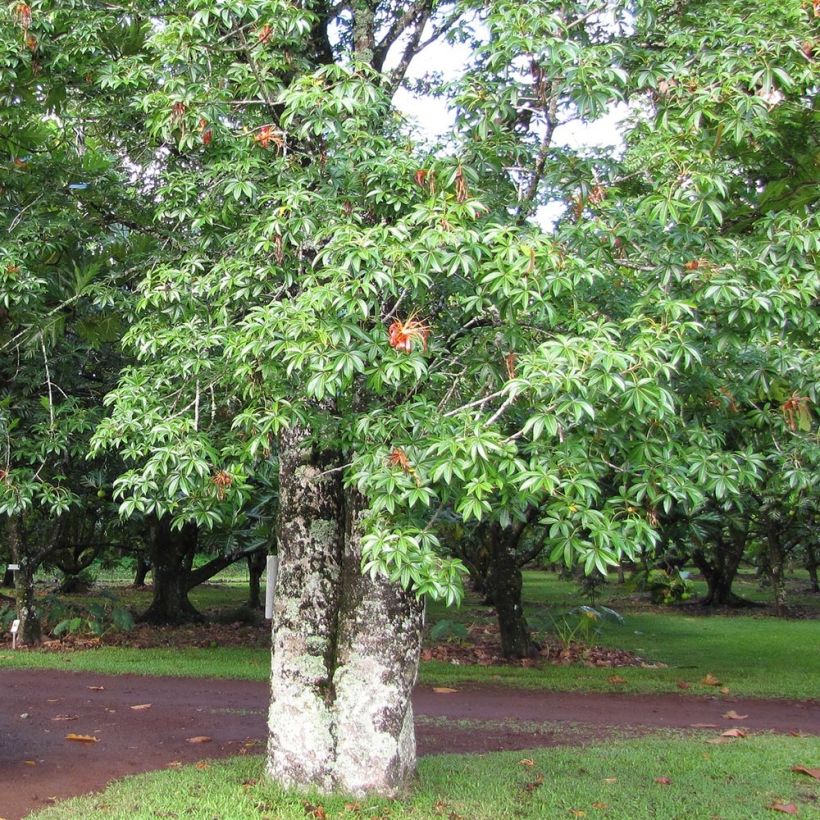 Adansonia madagascariensis - Baobab de Madagascar (Port)