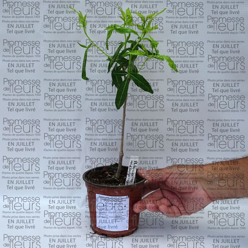 Spécimen de Adansonia madagascariensis - Baobab de Madagascar Pot de 12 cm / 13 cm tel que livré en été