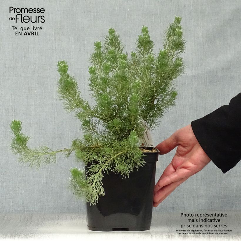 Spécimen de Adenanthos sericeus - Buisson laineux Pot de 2L/3L tel que livré au printemps