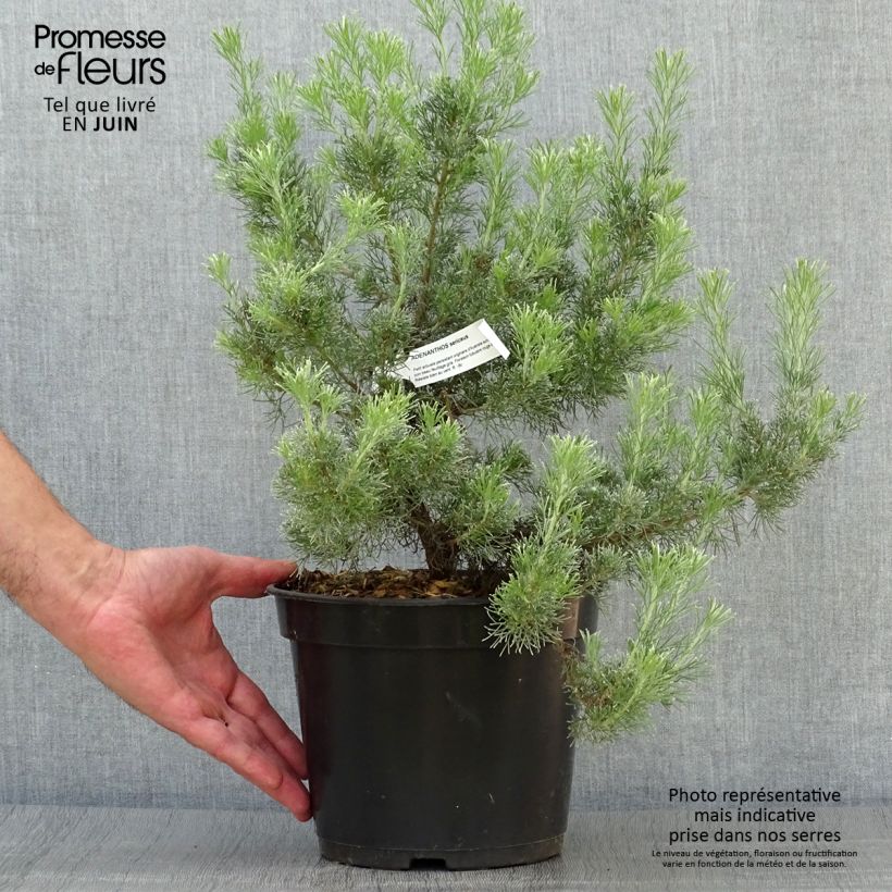Spécimen de Adenanthos sericeus - Buisson laineux Pot de 2L/3L tel que livré en été