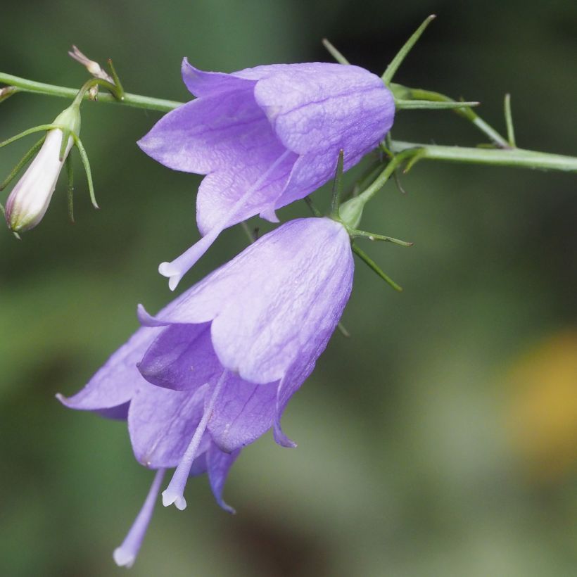 Adenophora stricta (Floraison)