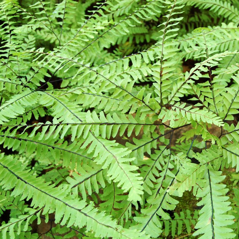 Adiantum aleuticum Imbricatum - Capillaire, Fougère (Feuillage)