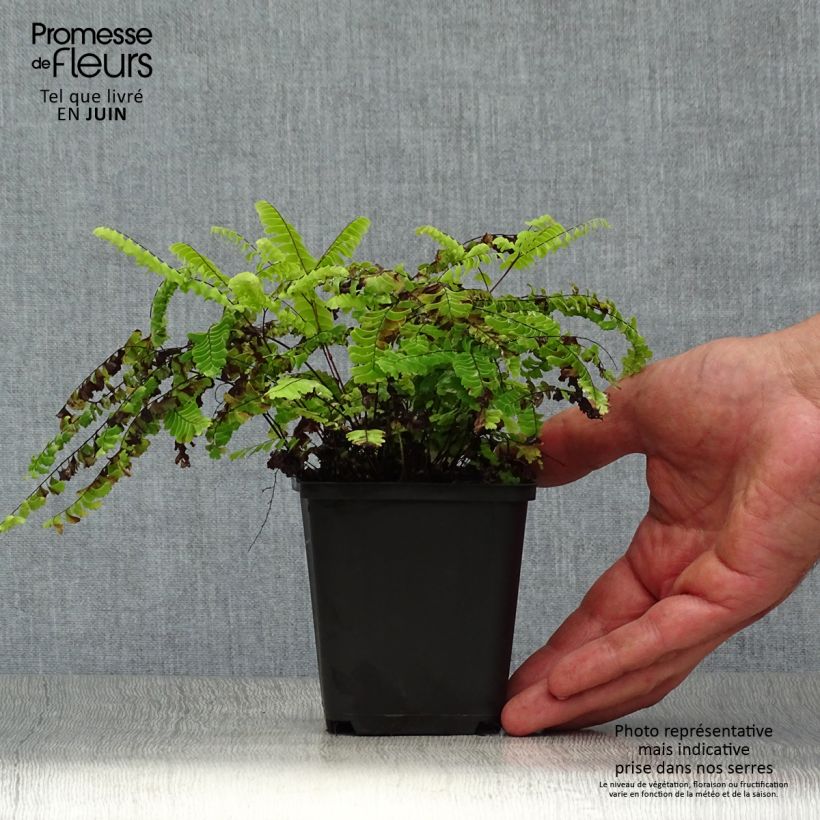 Spécimen de Adiantum aleuticum Imbricatum - Capillaire, Fougère Godet de 8/9 cm tel que livré en été