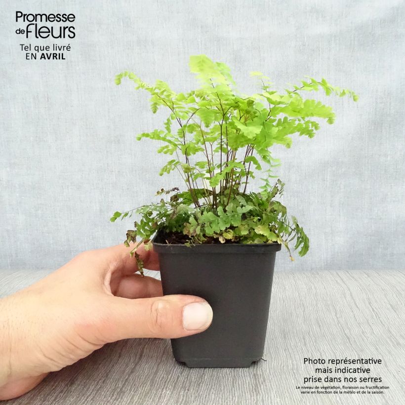 Spécimen de Adiantum aleuticum Imbricatum - Capillaire, Fougère Godet de 8/9 cm tel que livré au printemps