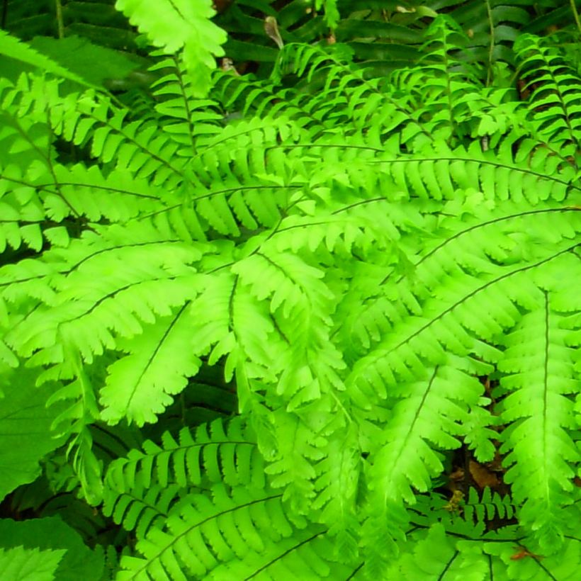 Adiantum aleuticum Miss Sharples - Capillaire, Fougère (Feuillage)