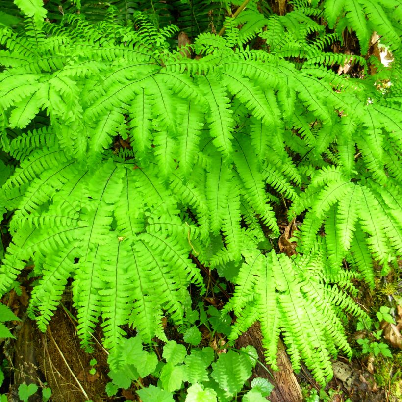 Adiantum aleuticum Miss Sharples - Capillaire, Fougère (Port)