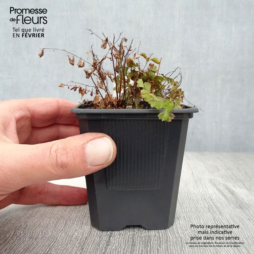 Spécimen de Adiantum pedatum - Capillaire du Canada, Fougère tel que livré en hiver