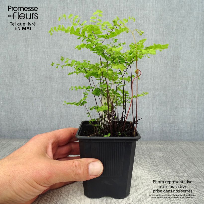 Spécimen de Adiantum pedatum - Capillaire du Canada, Fougère Godet de 9cm tel que livré au printemps