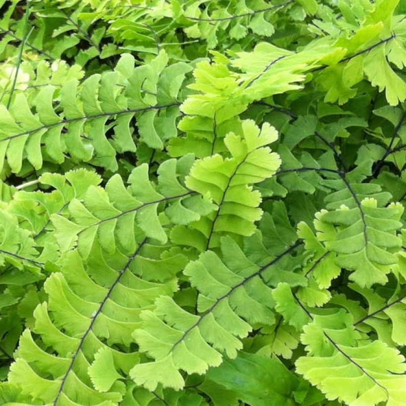 Adiantum pedatum Imbricatum - Fougère capillaire (Feuillage)