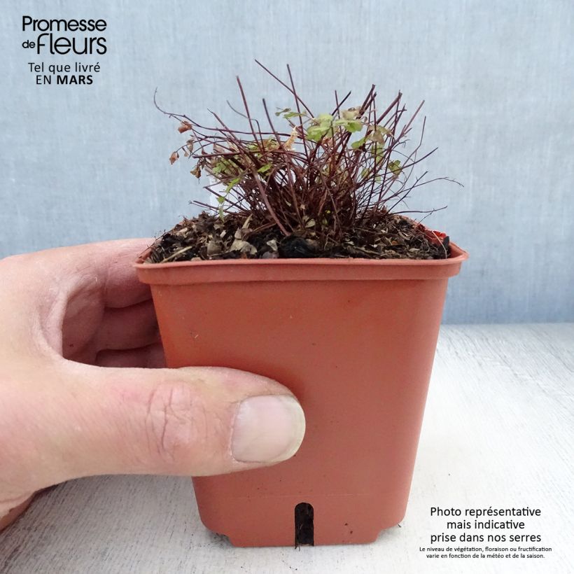 Spécimen de Adiantum pedatum Imbricatum - Fougère capillaire Godet de 8/9 cm (doublon 8006) tel que livré au printemps