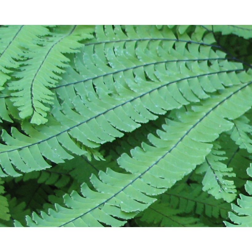 Adiantum pedatum - Capillaire du Canada, Fougère (Feuillage)