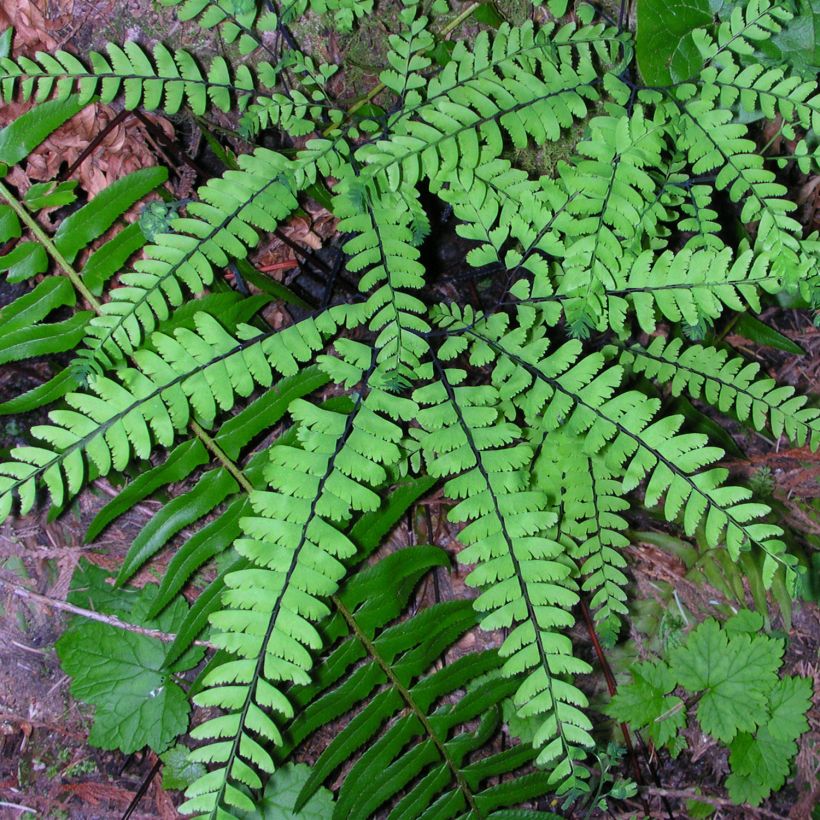 Adiantum pedatum - Capillaire du Canada, Fougère (Port)