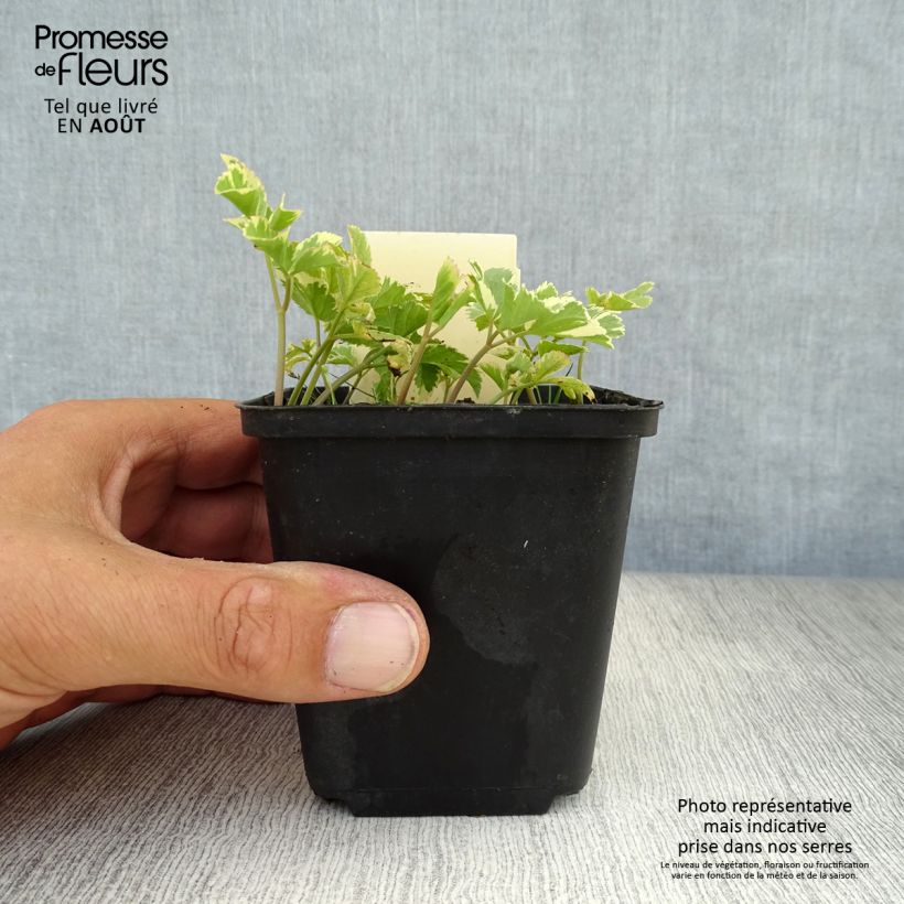Spécimen de Aegopodium podagraria Variegata - Herbe aux goutteux panachée Godet de 7/8 cm tel que livré en été