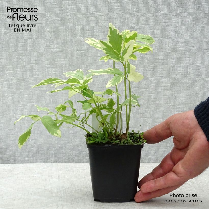 Spécimen de Aegopodium podagraria Variegata - Herbe aux goutteux panachée en godet de 8 cm tel que livré au printemps