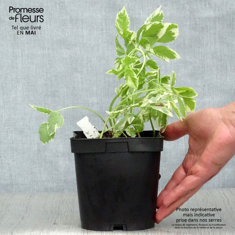 Spécimen de Aegopodium podagraria Variegata - Herbe aux goutteux panachée en pot de 2L/3L tel que livré au printemps