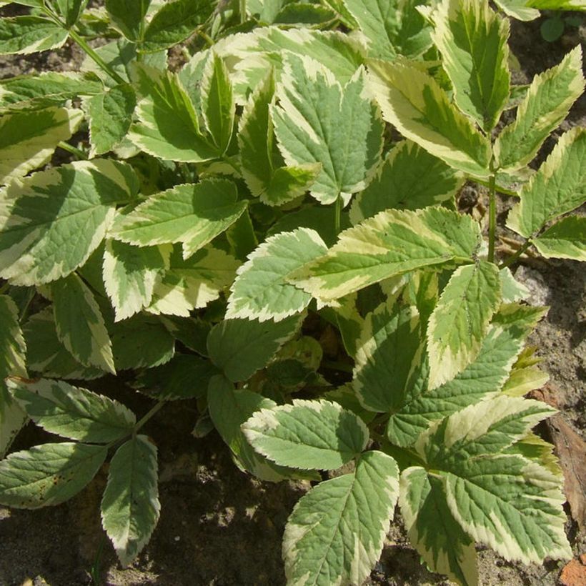Aegopodium podagraria Variegata - Herbe aux goutteux panachée (Feuillage)