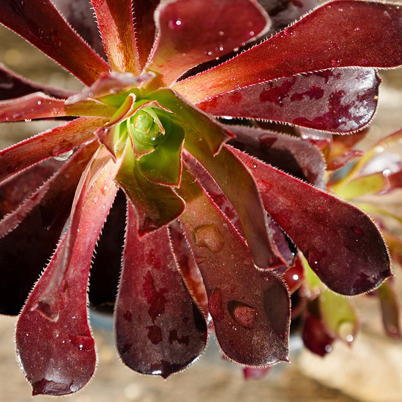 Aeonium arboreum Du Rozzen - Aéonium en arbre (Feuillage)