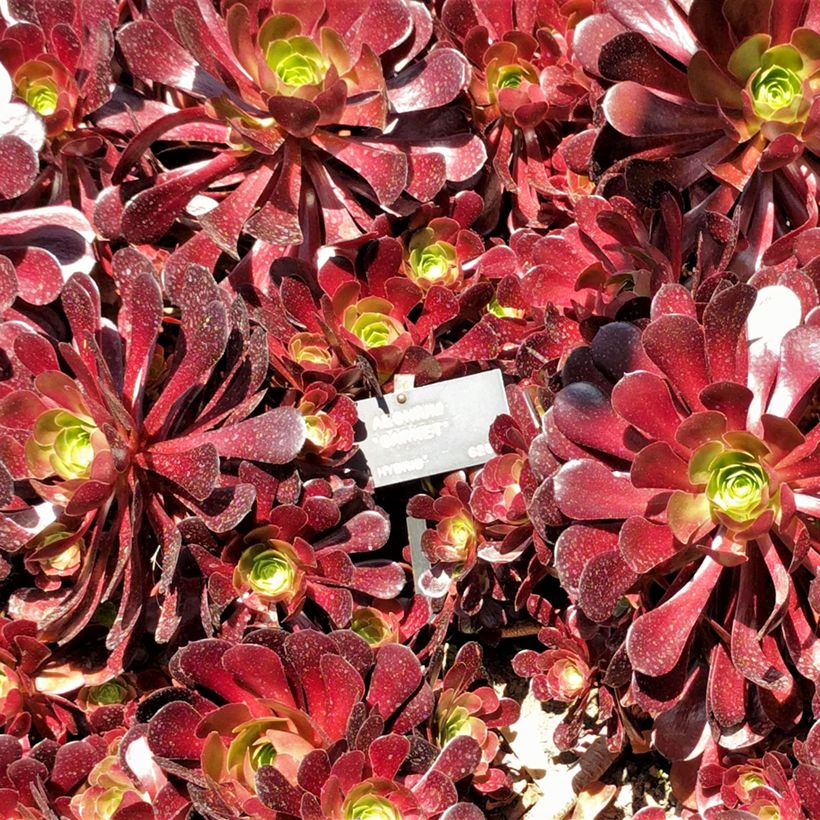 Aeonium arboreum Garnet - Aeonium en arbre (Feuillage)