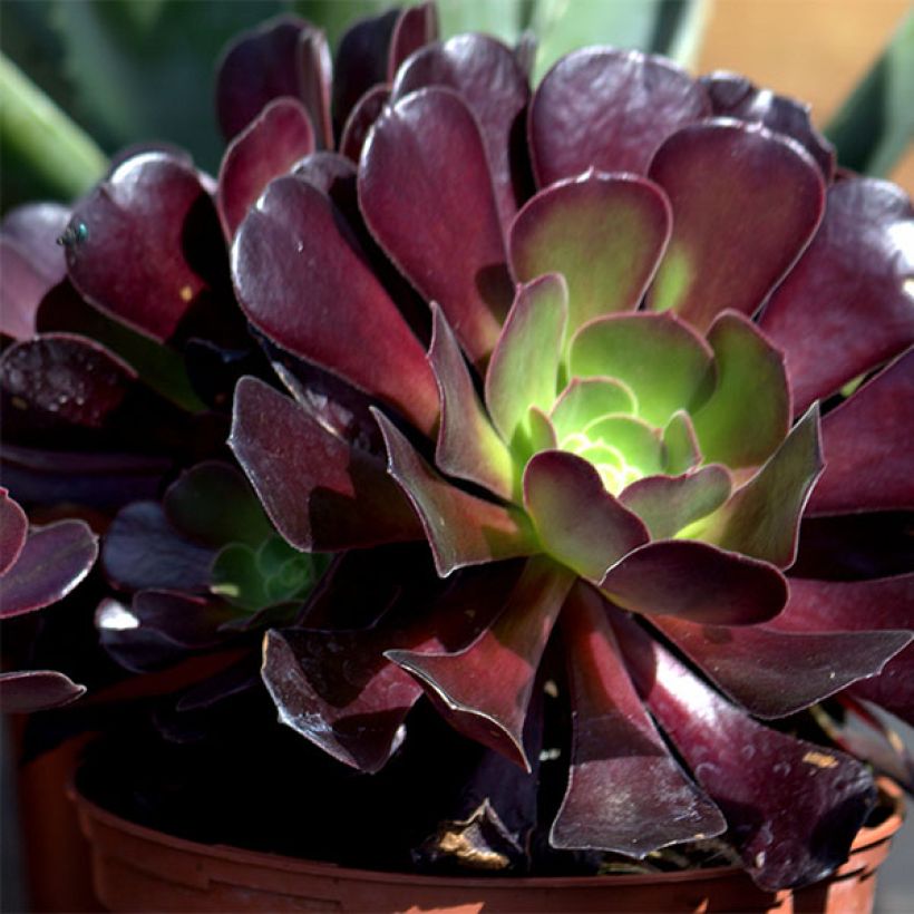 Aeonium arboreum Schwarzkopf - Aéonium en arbre (Floraison)