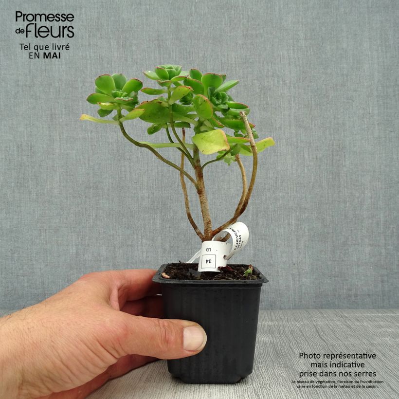 Spécimen de Aeonium haworthii - Godet de 8/9 cm tel que livré au printemps