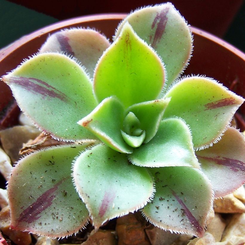 Aeonium leucoblepharum (Feuillage)