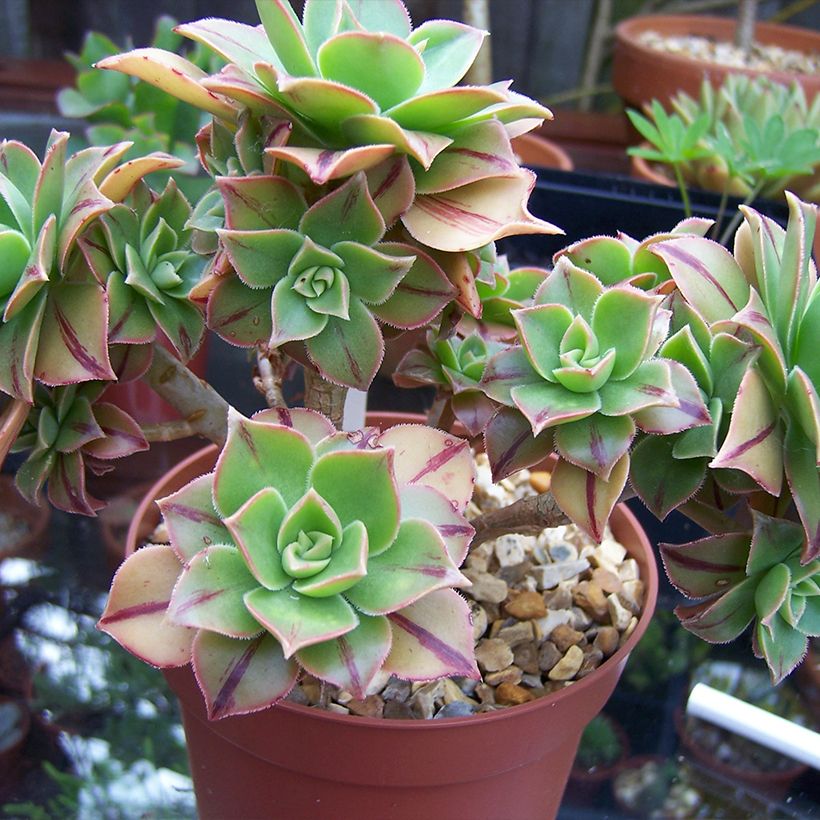 Aeonium leucoblepharum (Port)