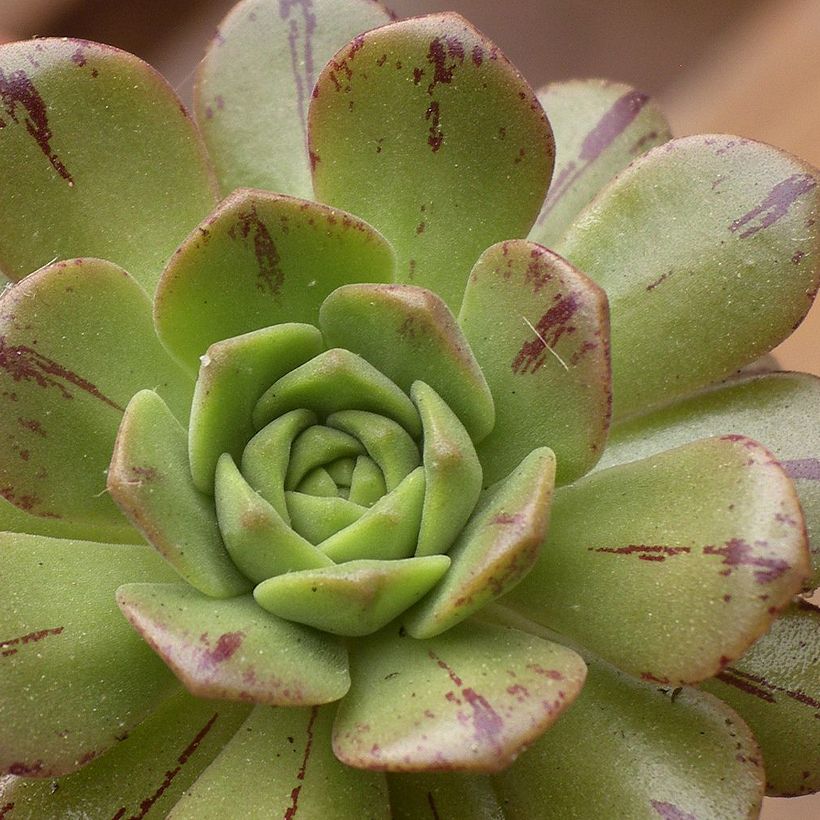 Aeonium occidentale (Feuillage)