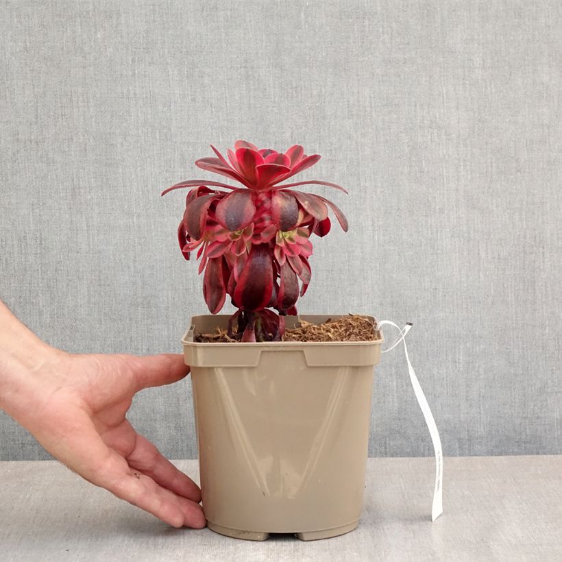 Spécimen de Aeonium arboreum Medusa - Aeonium en arbre - Pot de 3L/4L tel que livré au printemps