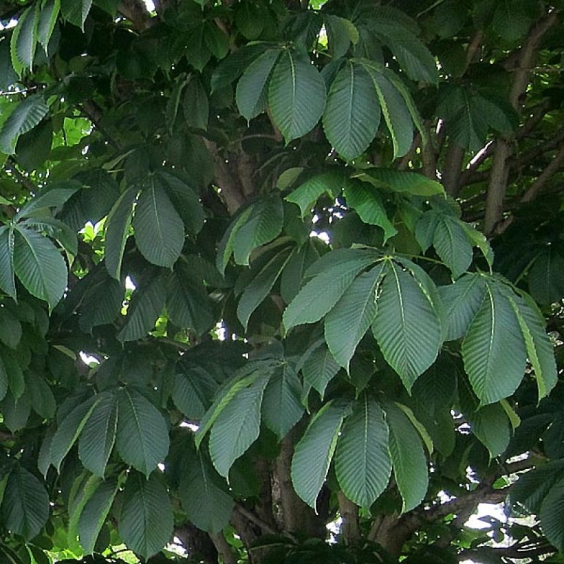 Aesculus carnea Briotii - Marronnier à fleurs rouges (Feuillage)