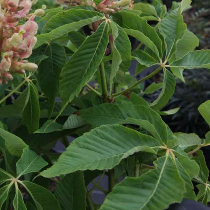 Aesculus mutabilis Induta - Maronnier nain (Feuillage)