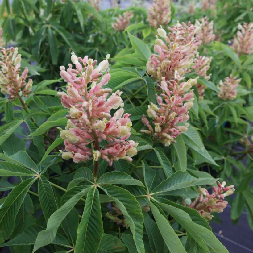 Aesculus mutabilis Induta - Maronnier nain (Floraison)